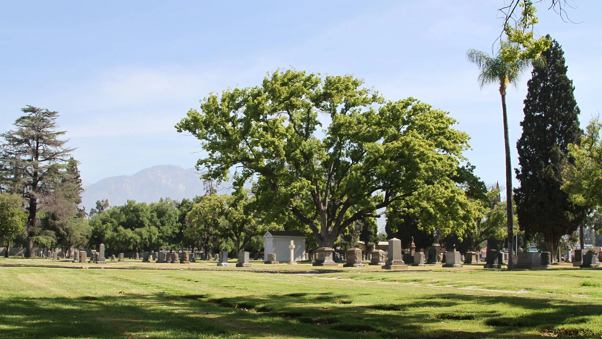 Cemetery grounds surrounded by large green trees